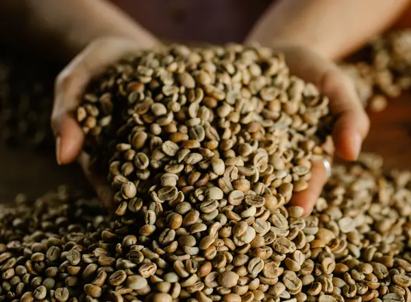 Unroasted green coffee beans