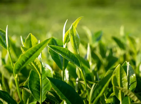 Green tea leaves and a cup of green tea