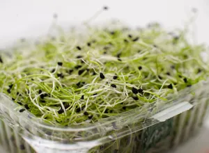 Alfalfa sprouts in a container