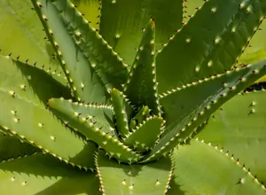 Aloe vera plant leaves