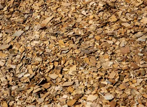Dried cascara sagrada bark pieces